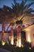 palm